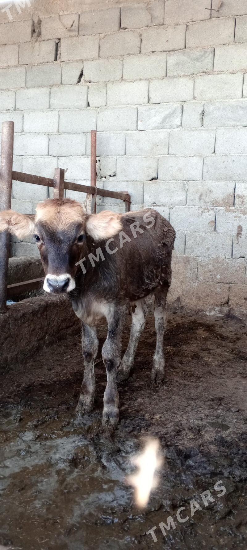 öküz siwes yerli tohum - Gökdepe - img 4