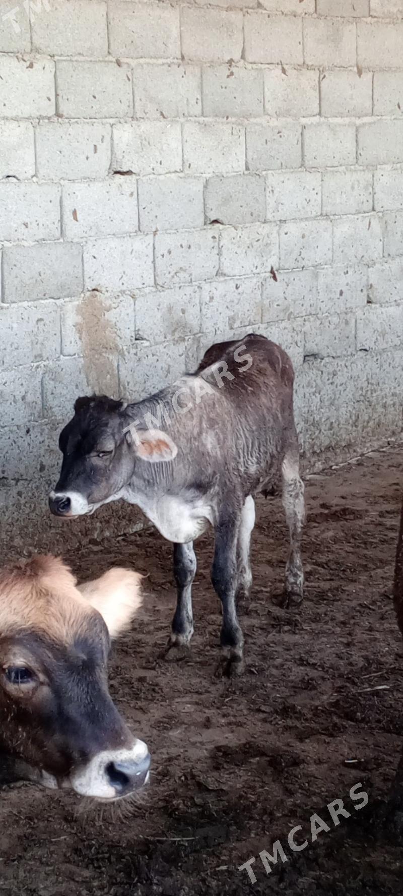 öküz siwes yerli tohum - Gökdepe - img 3