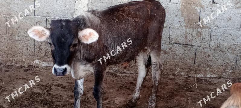 öküz siwes yerli tohum - Gökdepe - img 6