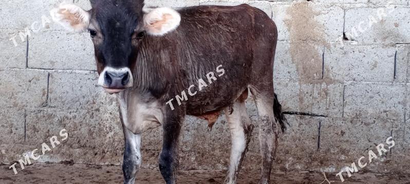 öküz siwes yerli tohum - Gökdepe - img 7