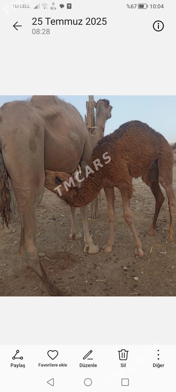 Кошеклы дийе - Jebel - img 3