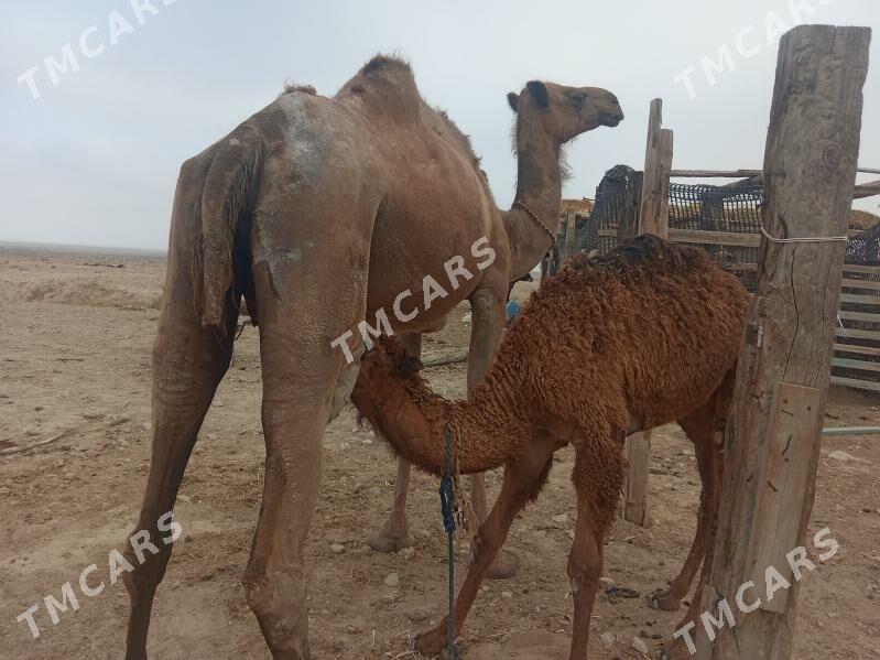 Кошеклы дийе - Jebel - img 5