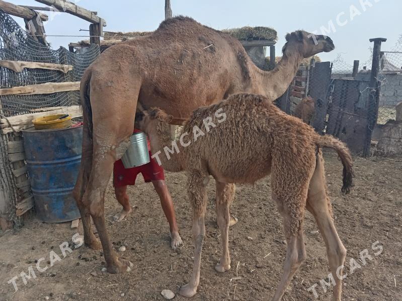 Кошеклы дийе - Jebel - img 7