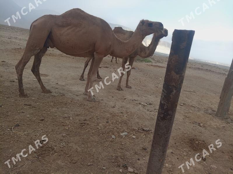 Кошеклы дийе - Jebel - img 8