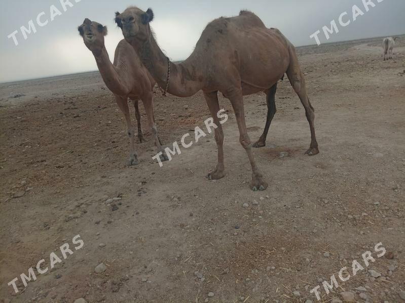 Кошеклы дийе - Jebel - img 9