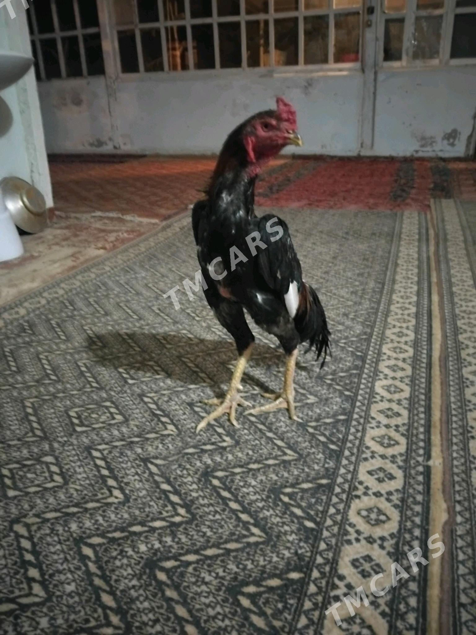deken horaz - Губадаг - img 4