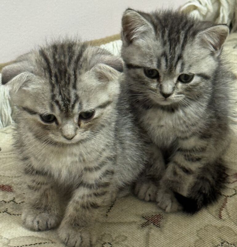 котенок шиншила - Ашхабад - img 4