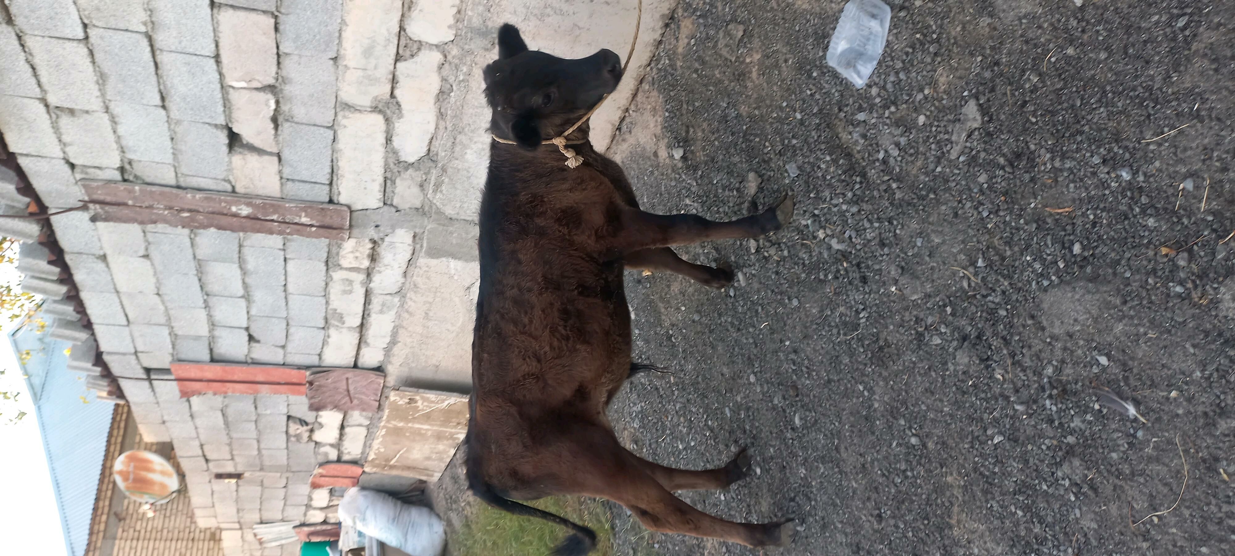 Goleler - Çoganly - img 2