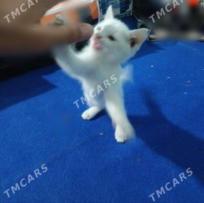 пишик - Türkmenabat - img 2