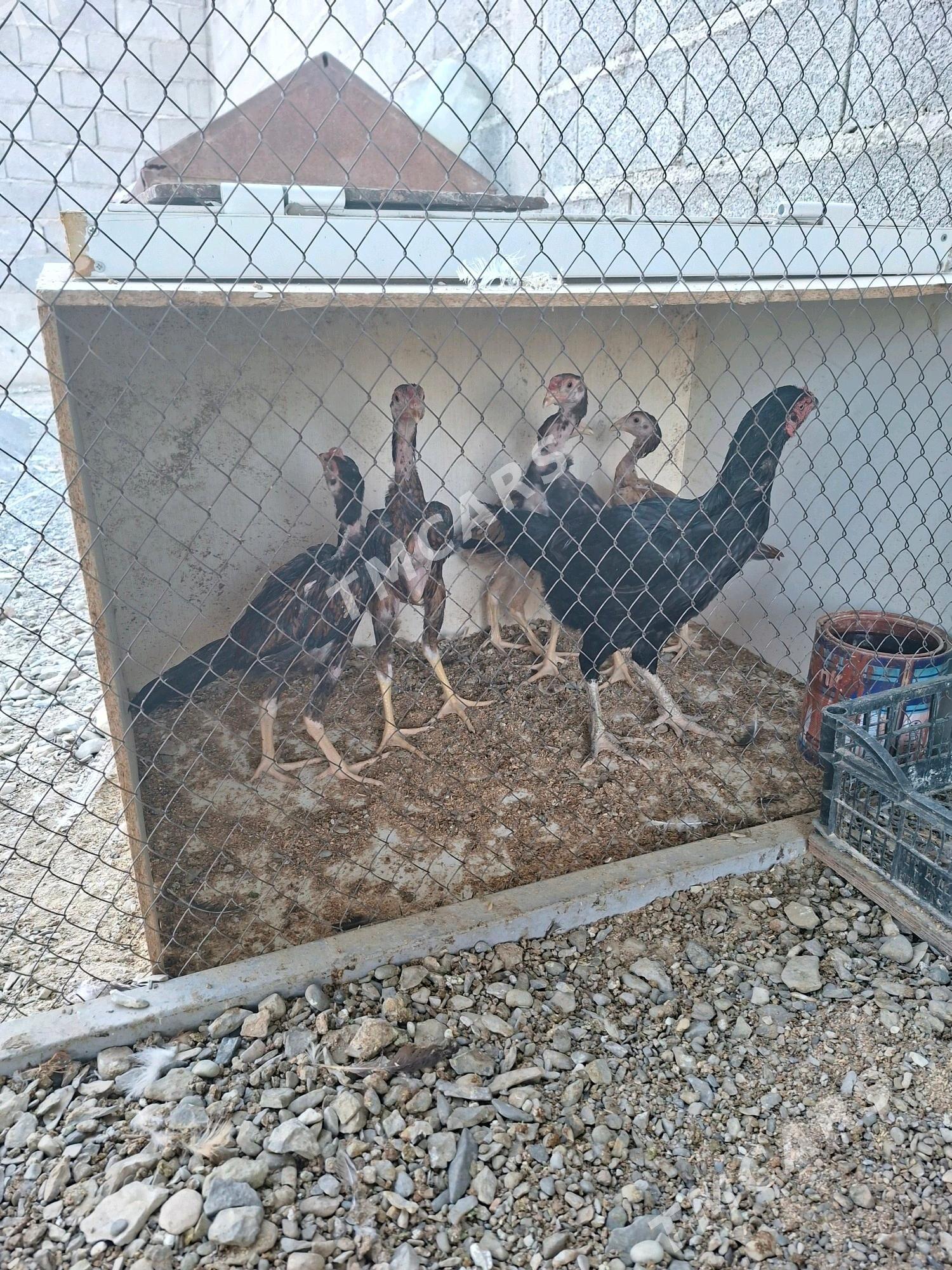 Taşkent towuk we 5sany juyjesi - Бахарден - img 2