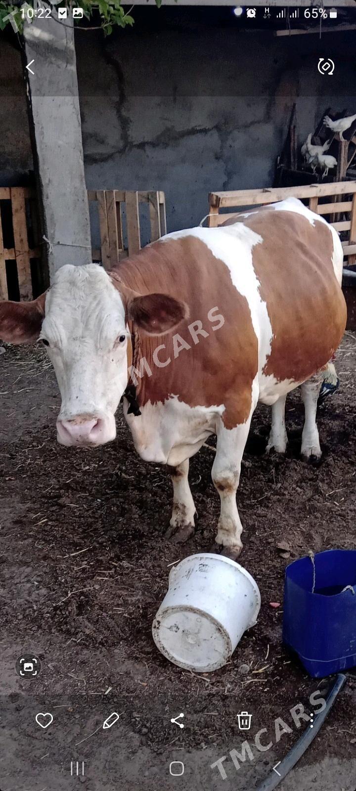 Simental bogaz sygyr - Çoganly - img 2