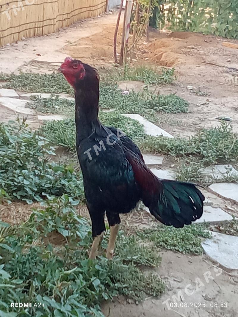 taşkent horaz - Гёкдже - img 2
