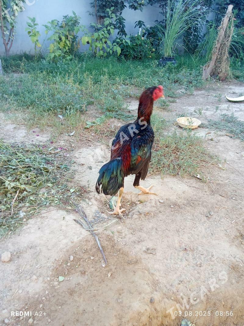 taşkent horaz - Гёкдже - img 3
