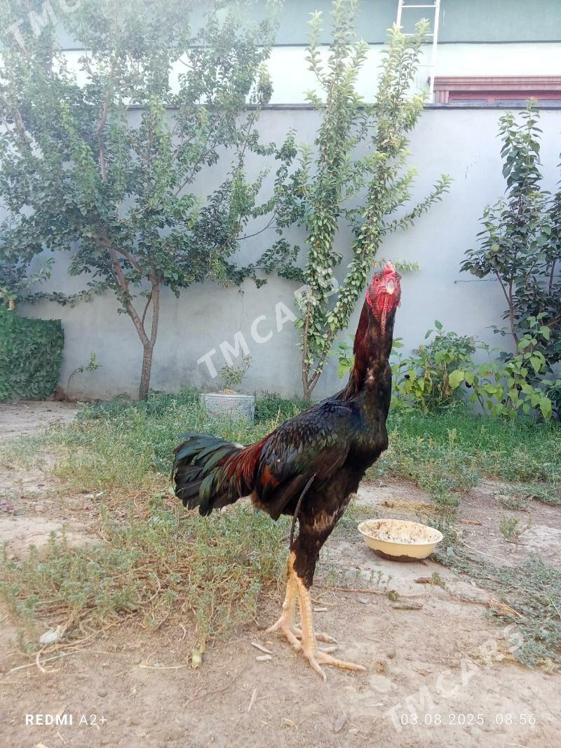 taşkent horaz - Гёкдже - img 4