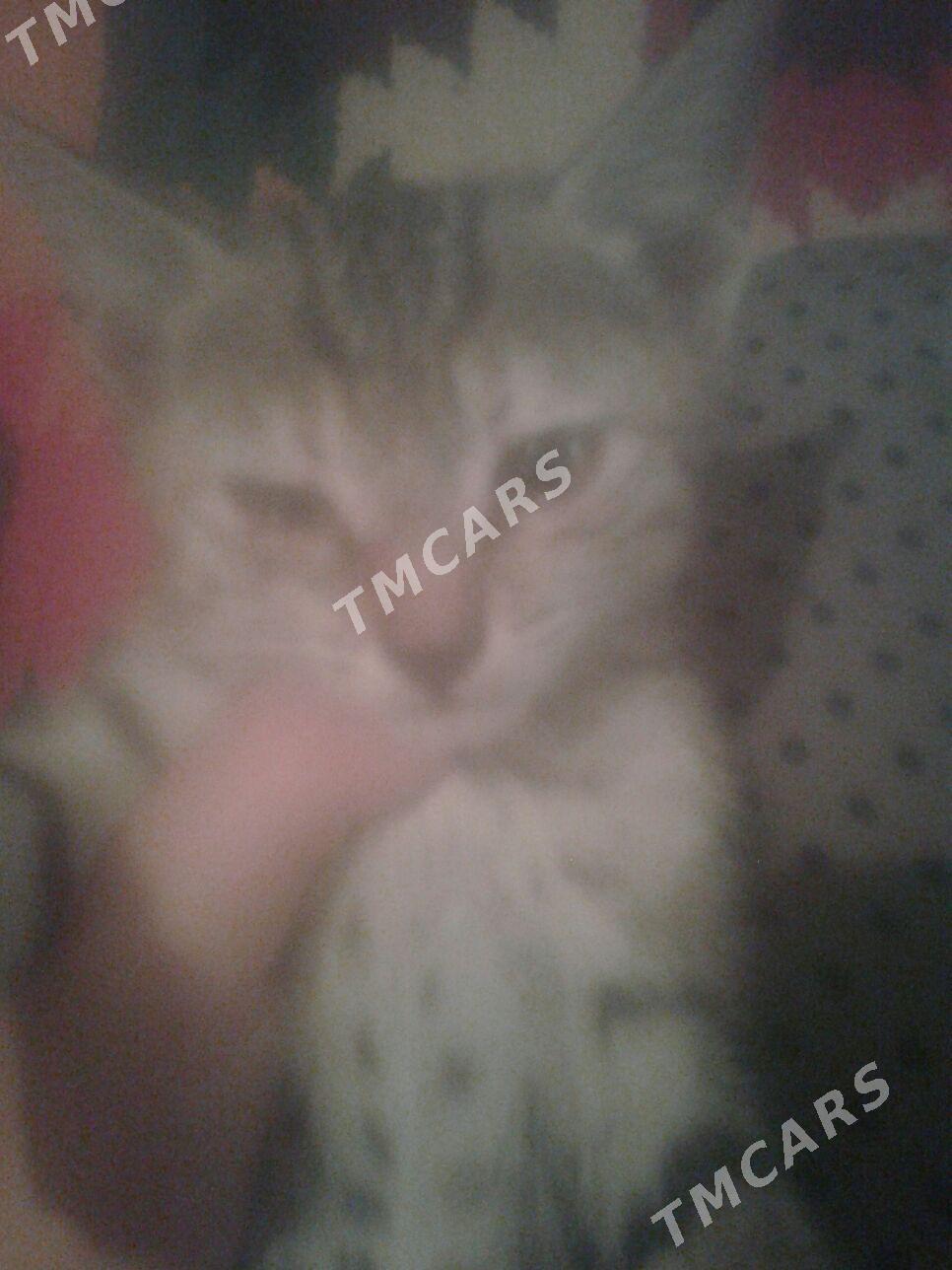 pişejikler - Саят - img 2