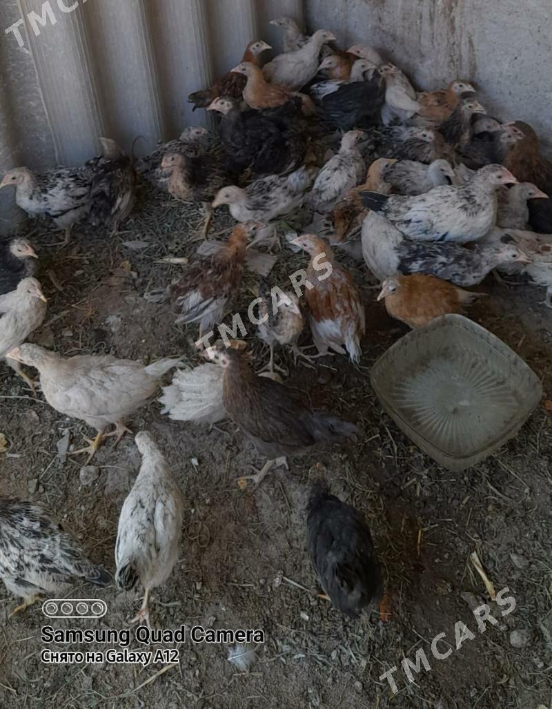 Товук жуйже 2.5 айлык - Türkmenabat - img 1