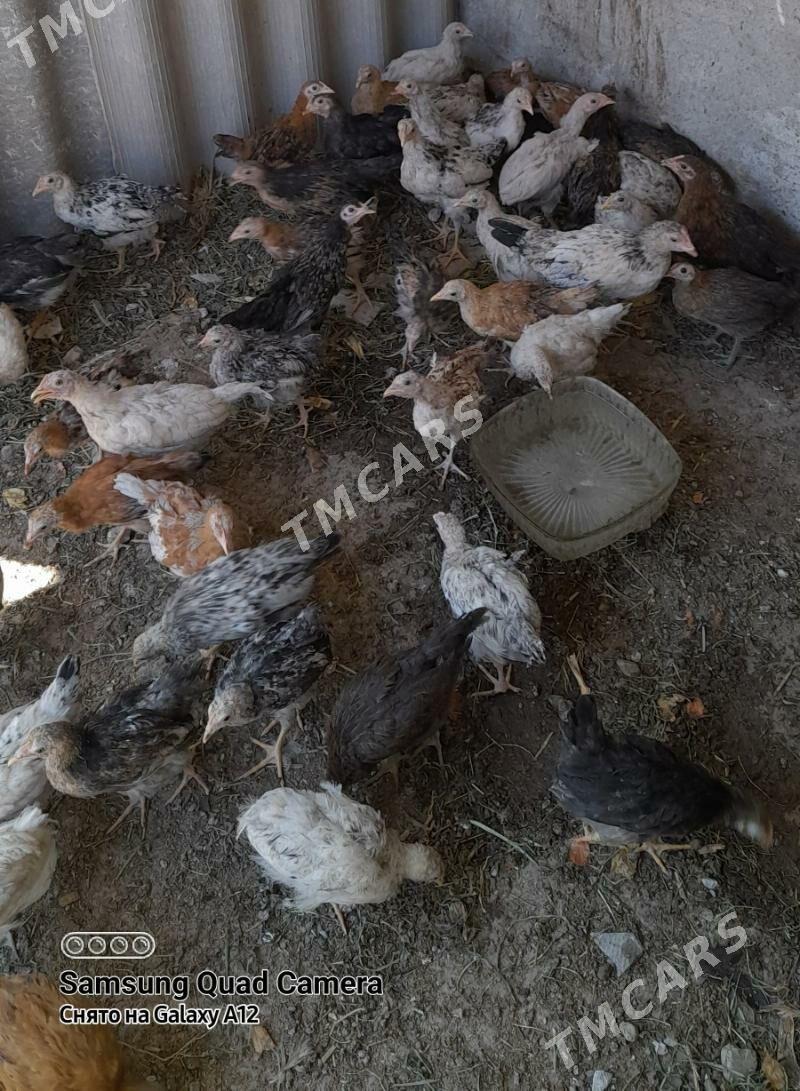 Товук жуйже 2.5 айлык - Türkmenabat - img 2