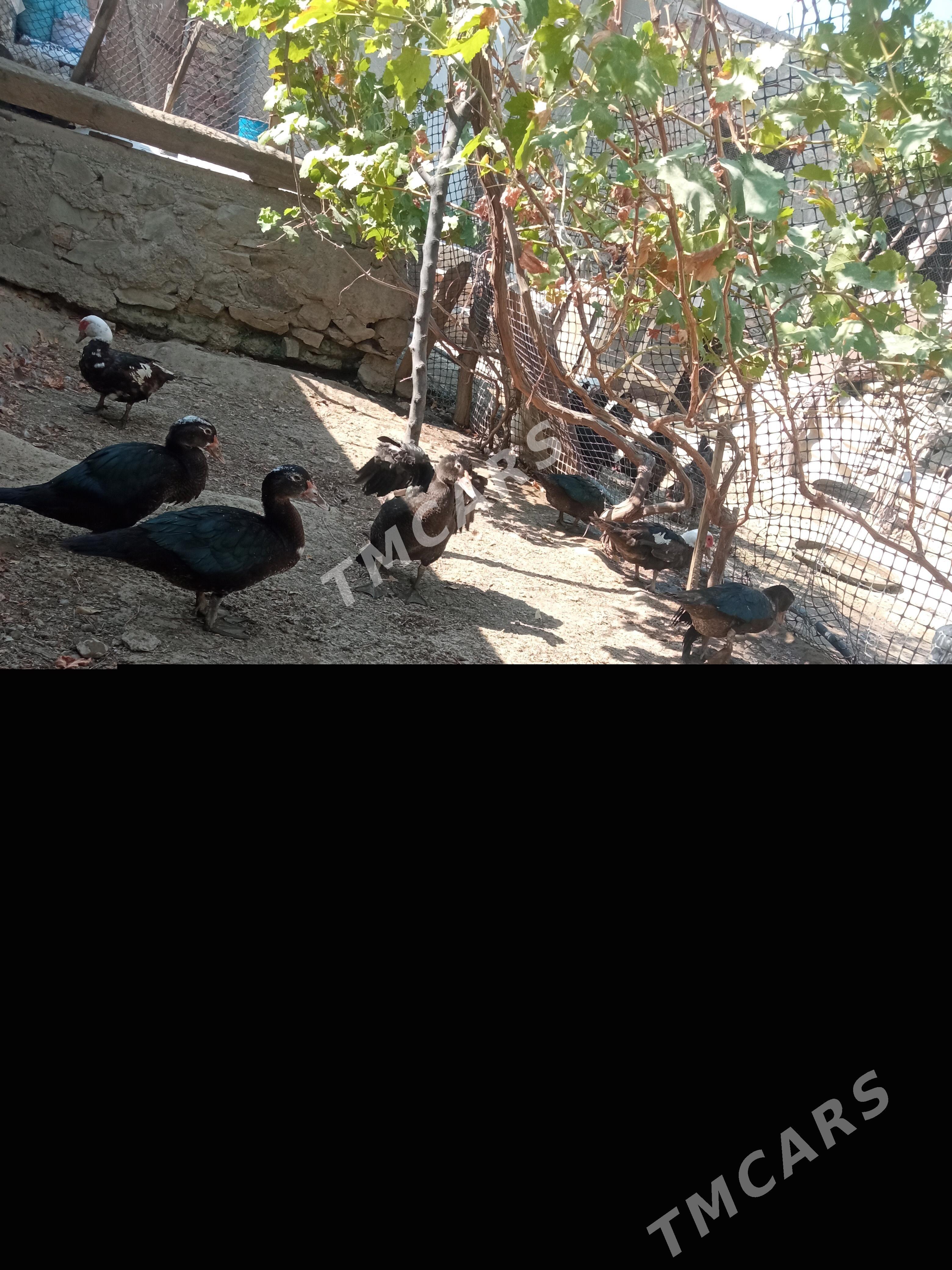 indutka ördek - Bereket - img 3