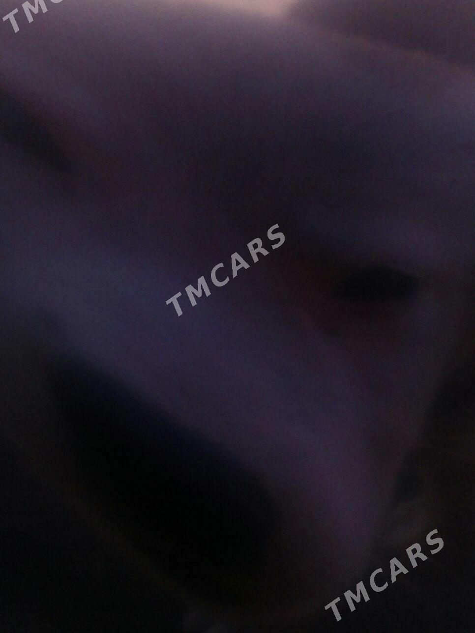 Turkmen alabaýy - Саят - img 2