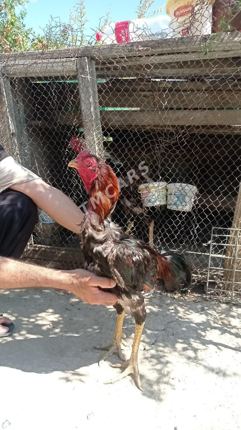 Taşkent Horaz - Gökdepe - img 3