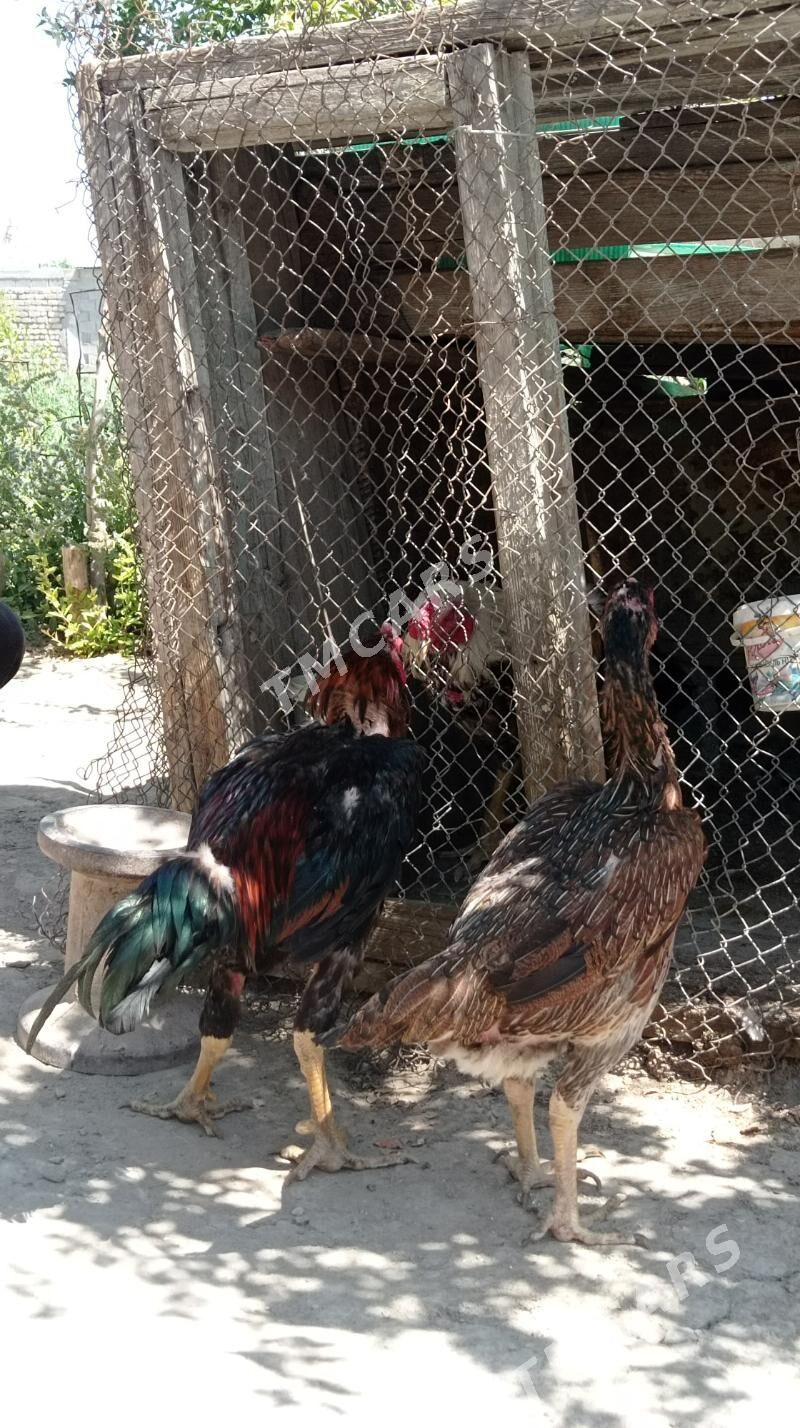 Taşkent Horaz - Gökdepe - img 10