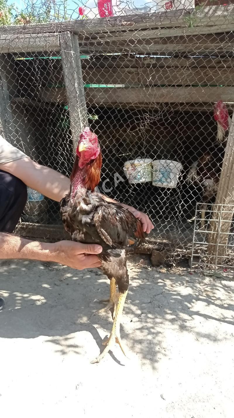 Taşkent Horaz - Gökdepe - img 5