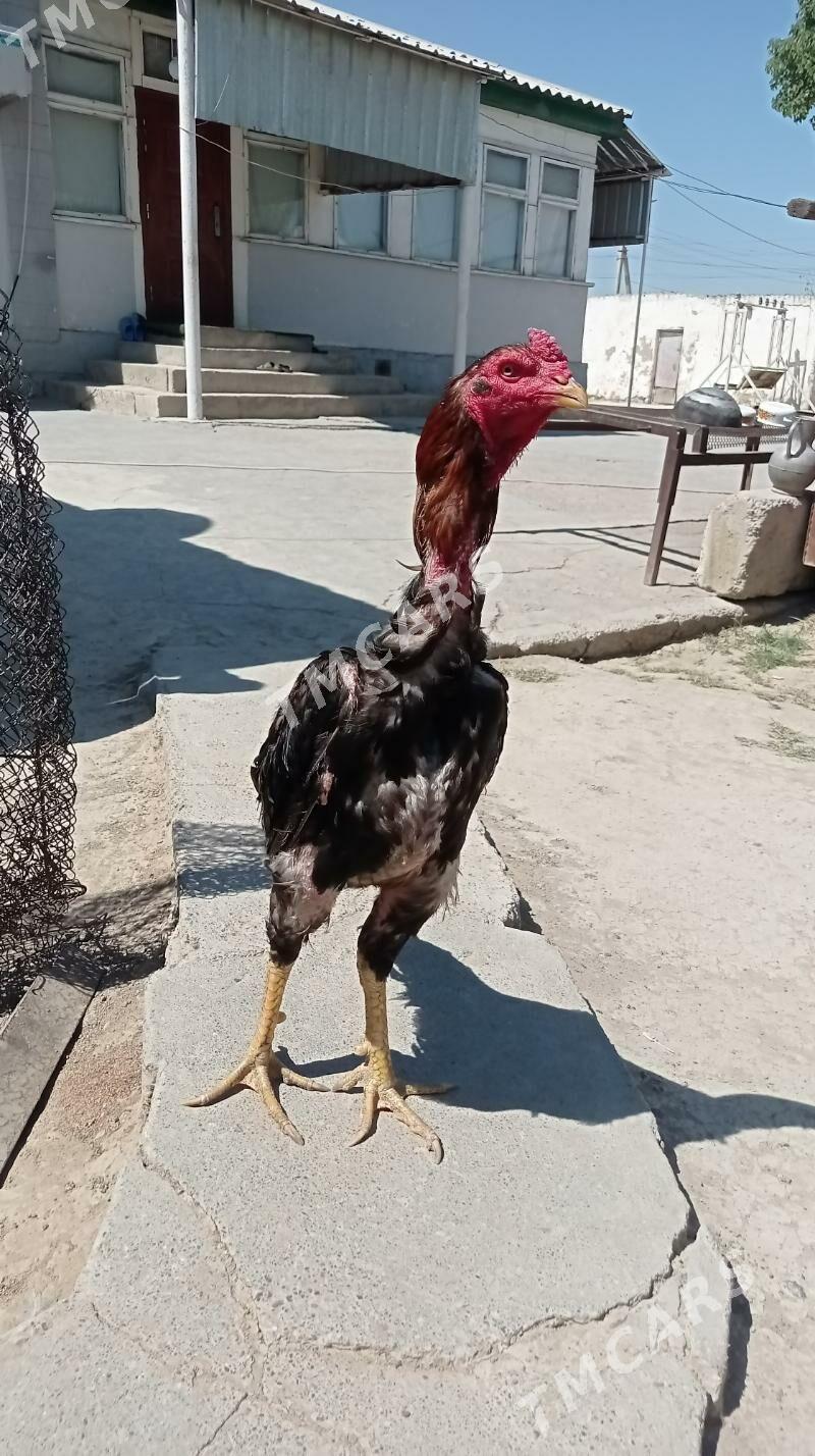 Taşkent Horaz - Gökdepe - img 7