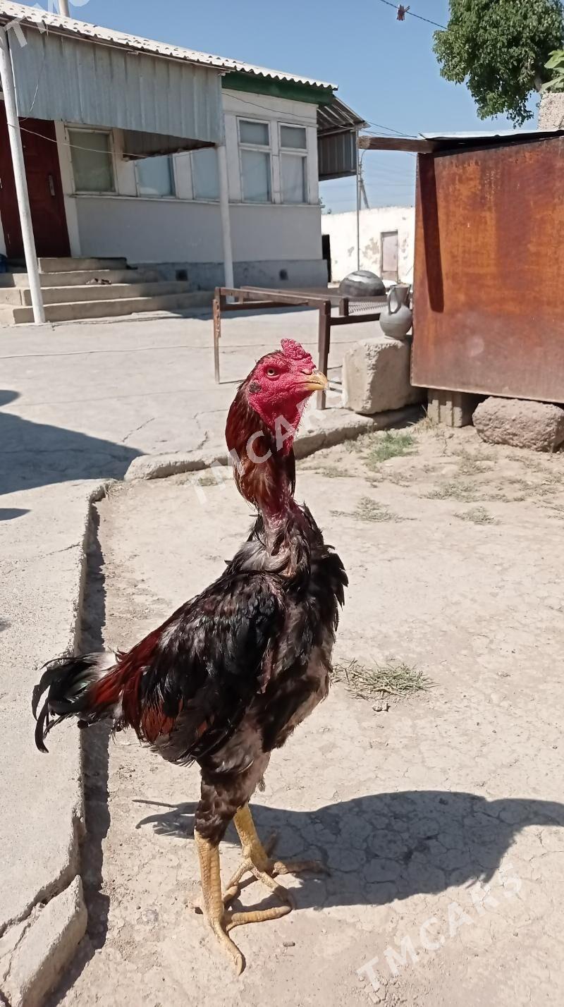 Taşkent Horaz - Gökdepe - img 2