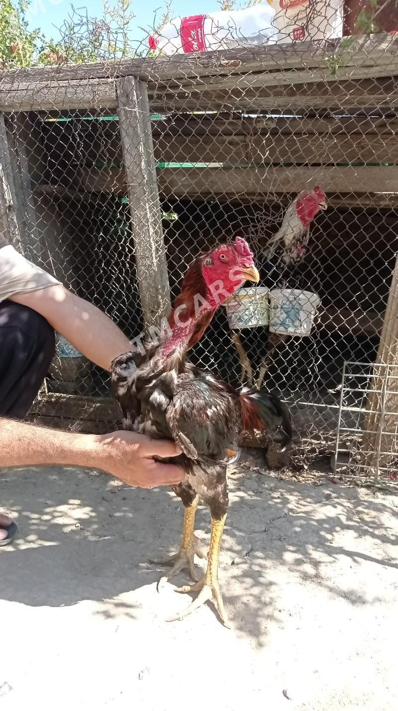 Taşkent Horaz - Gökdepe - img 8