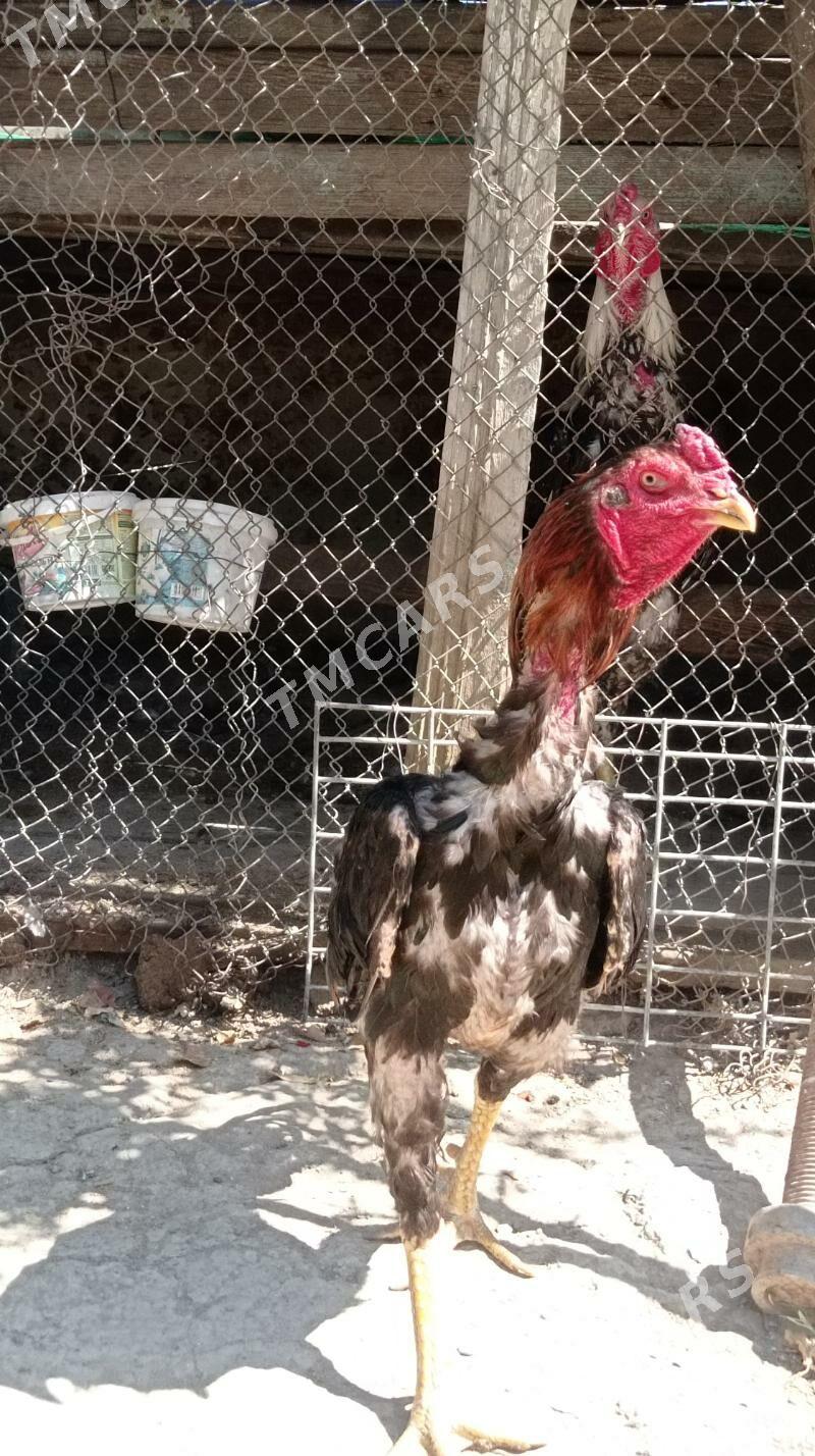 Taşkent Horaz - Gökdepe - img 4