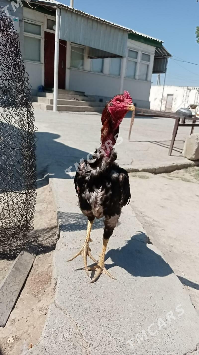 Taşkent Horaz - Gökdepe - img 6