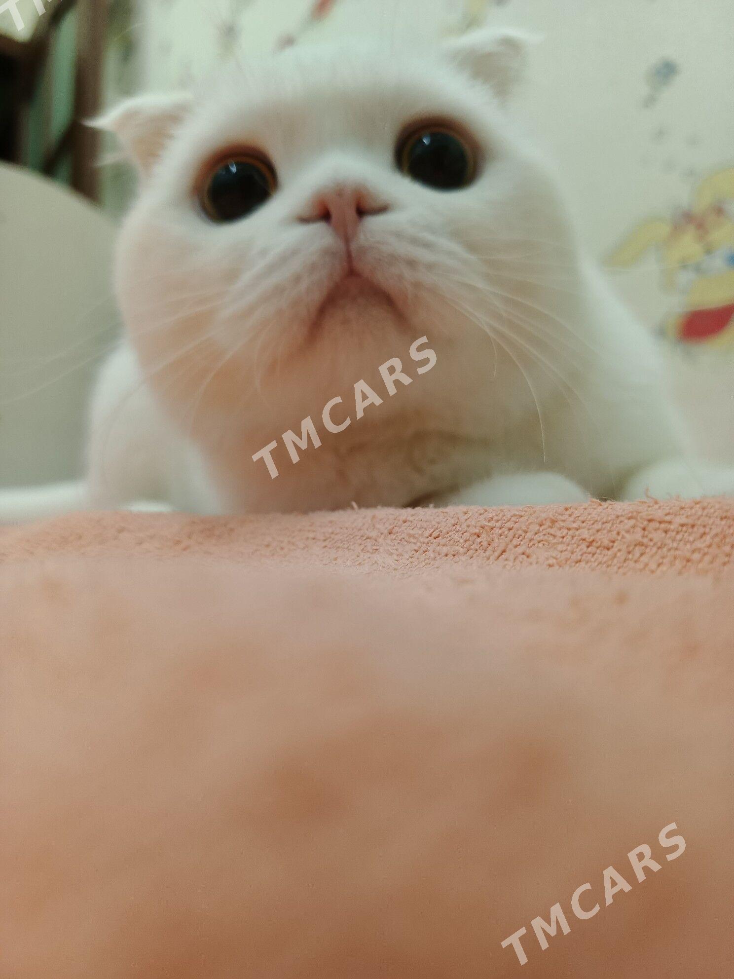 кот - Mary - img 2
