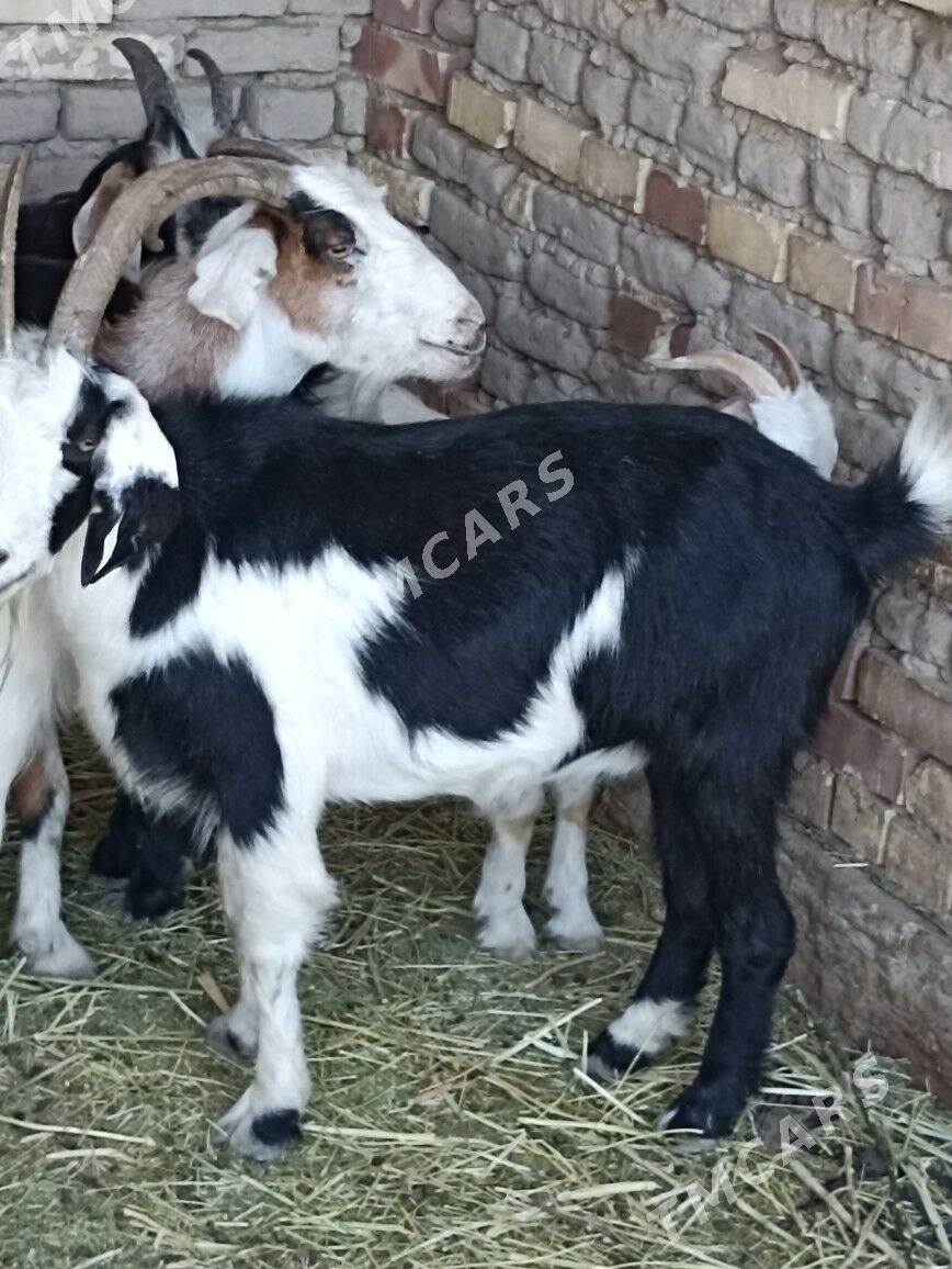 bakylan geçi - Murgap - img 3