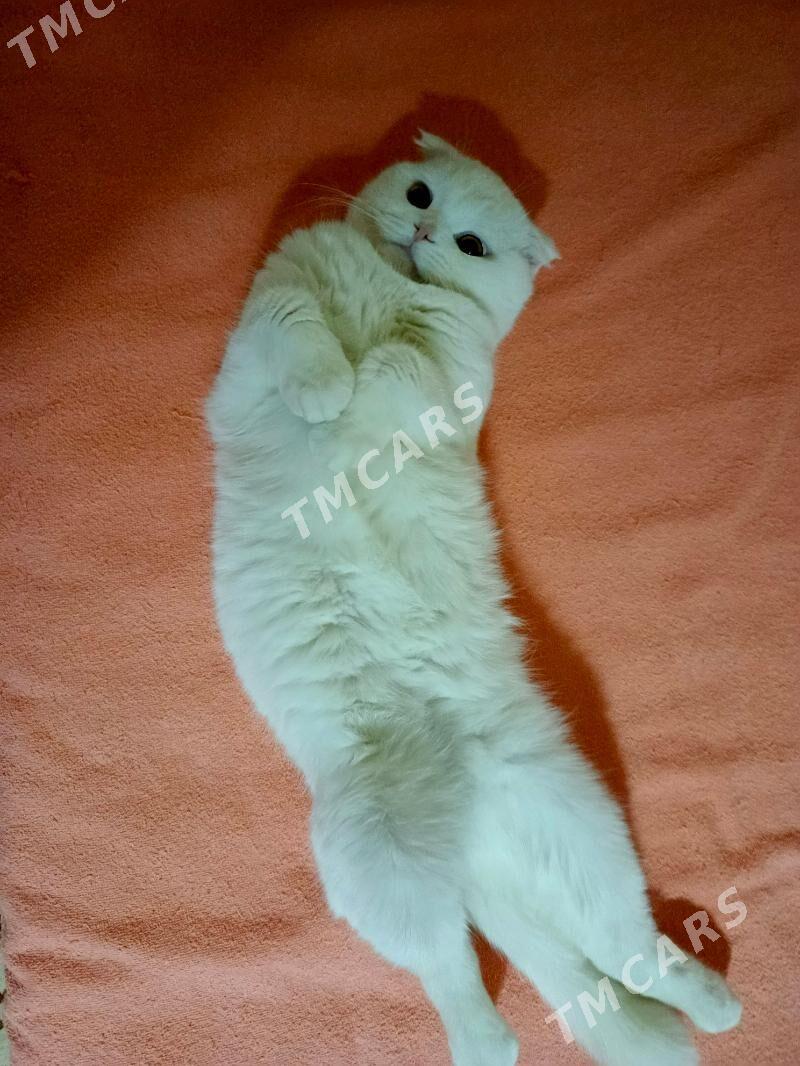 кот - Mary - img 4