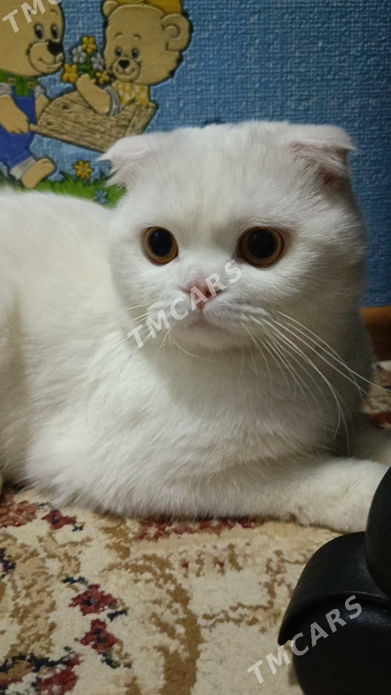 кот - Mary - img 3