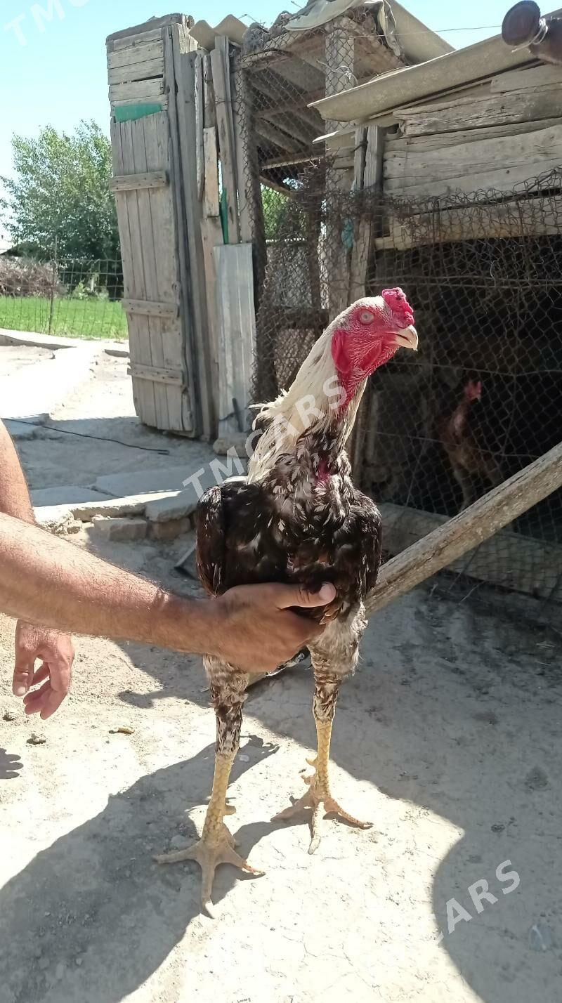 Taşkent Horaz - Gökdepe - img 8