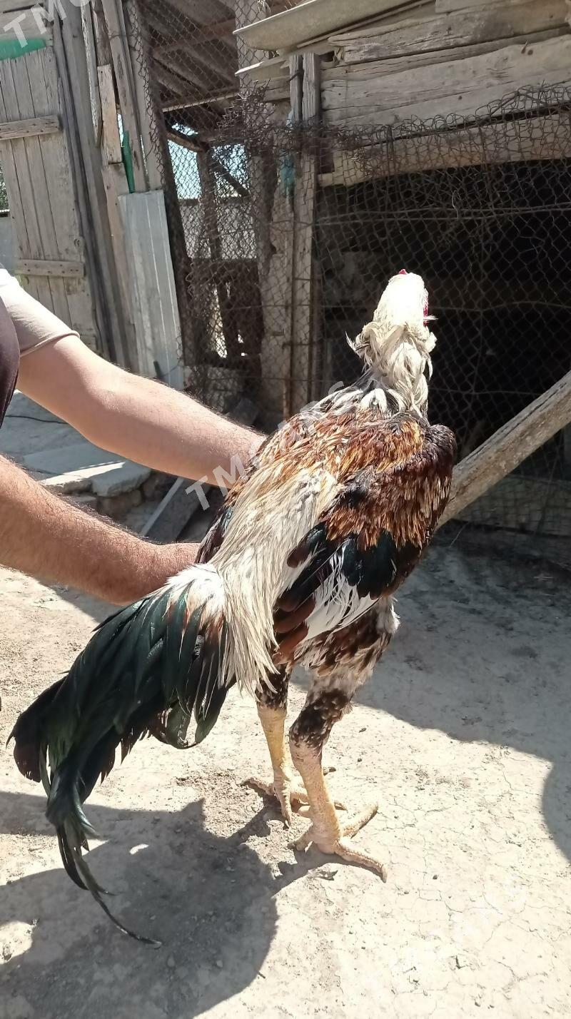 Taşkent Horaz - Gökdepe - img 2