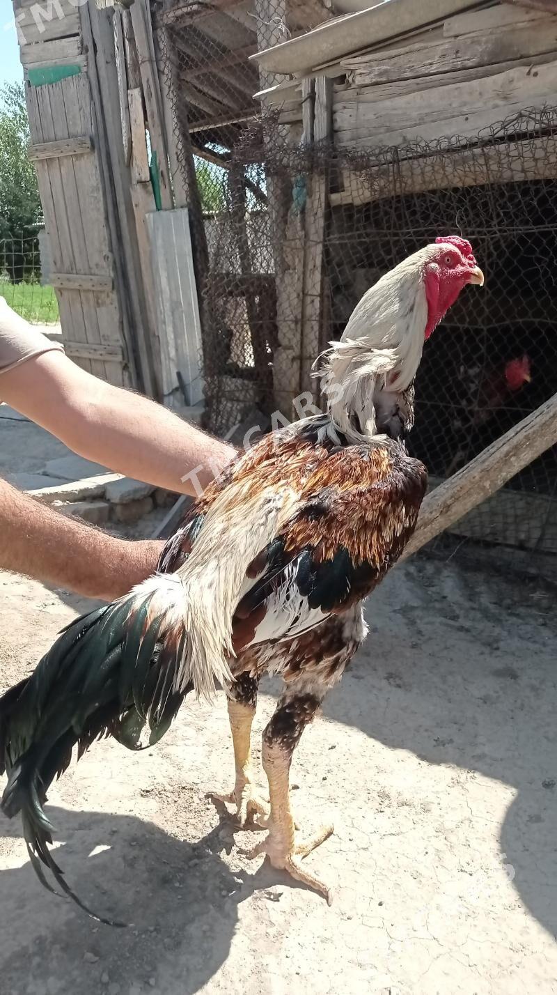 Taşkent Horaz - Gökdepe - img 3