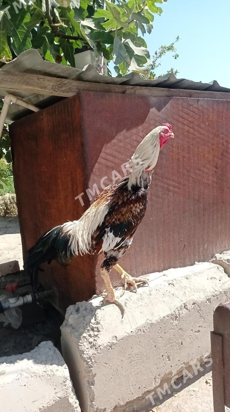 Taşkent Horaz - Gökdepe - img 6