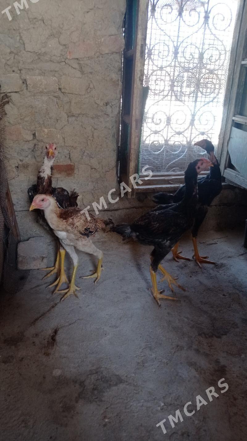 Taşkent jüje - Gökdepe - img 4