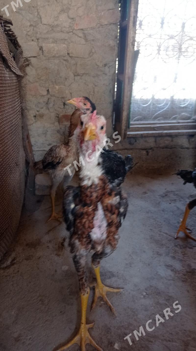 Taşkent jüje - Gökdepe - img 6