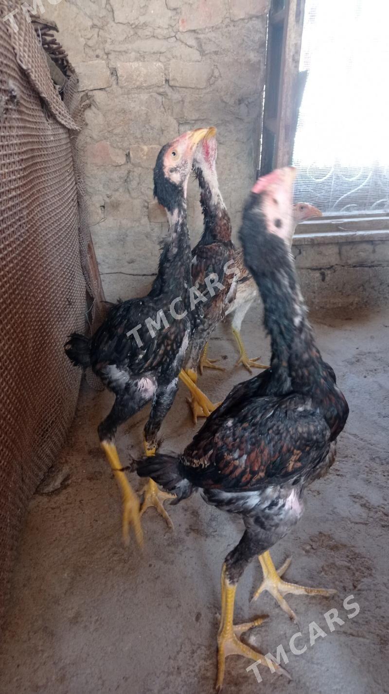 Taşkent jüje - Gökdepe - img 2