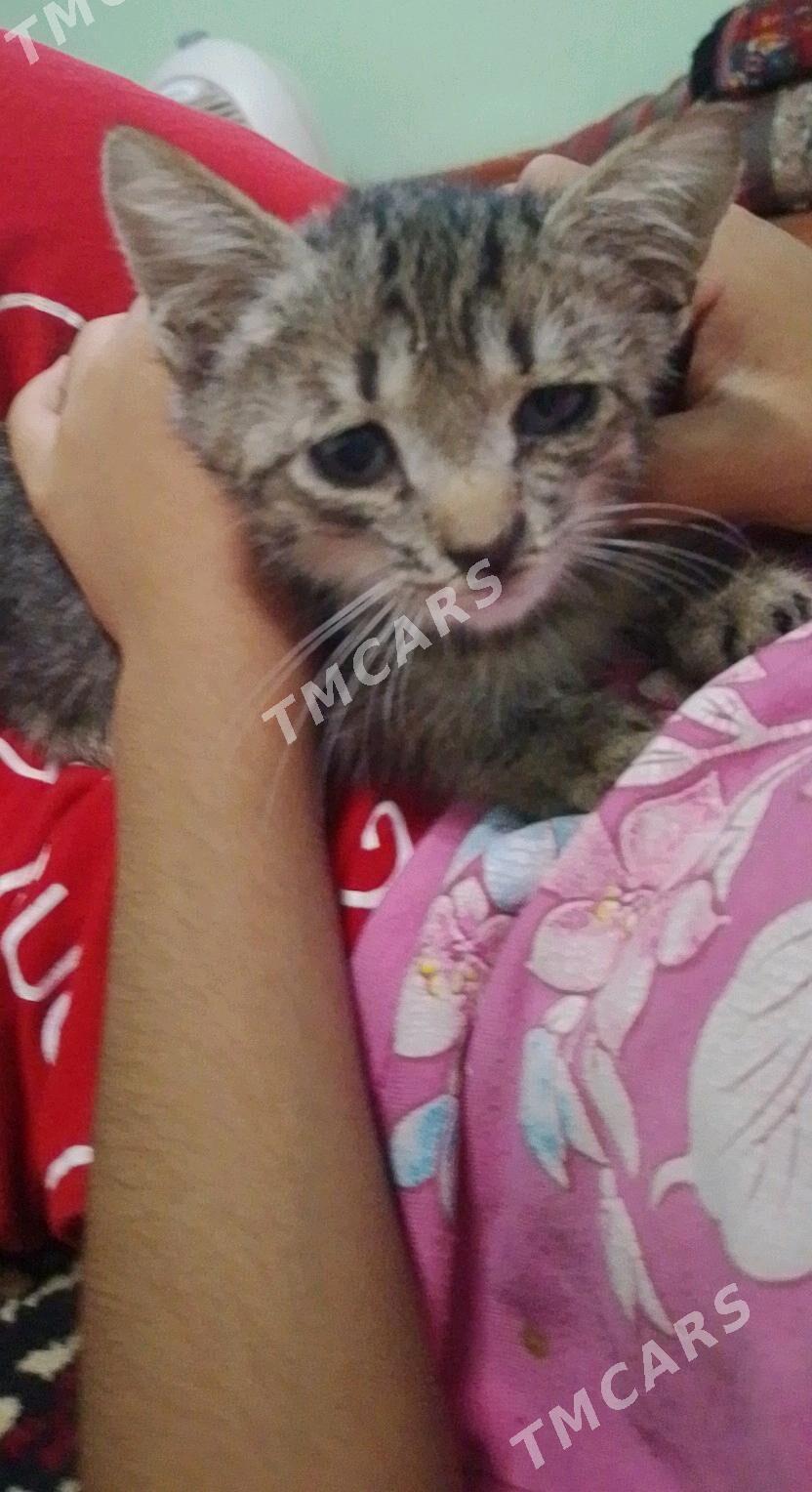 pişik - Daşoguz - img 2