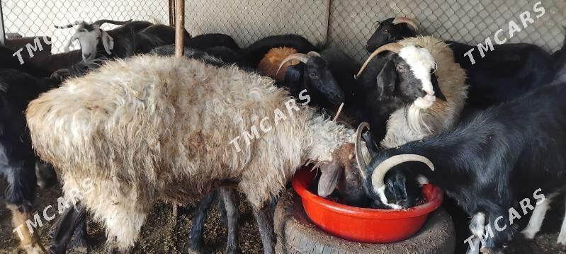 goýun ve tokly bakyda duran - Garadamak - img 2