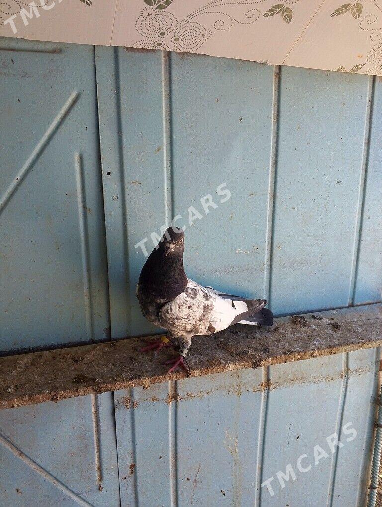 kepderi - Farap - img 2