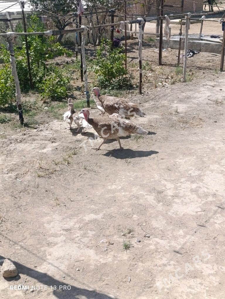 Induk juje gyzyl owgan paroda - Сакарчага - img 4