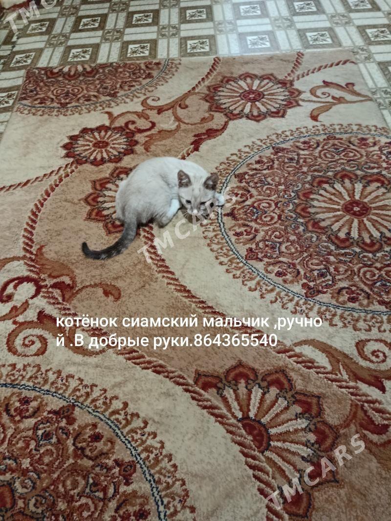 сиамский котёнок. - Балканабат - img 3