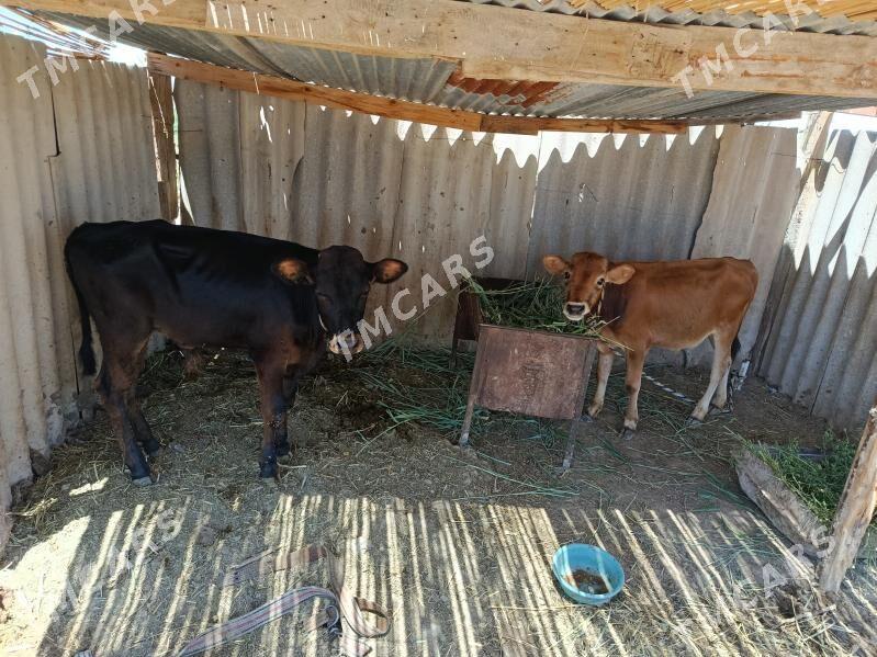 öküzce göle 7 aýlyk göle - Murgap - img 2