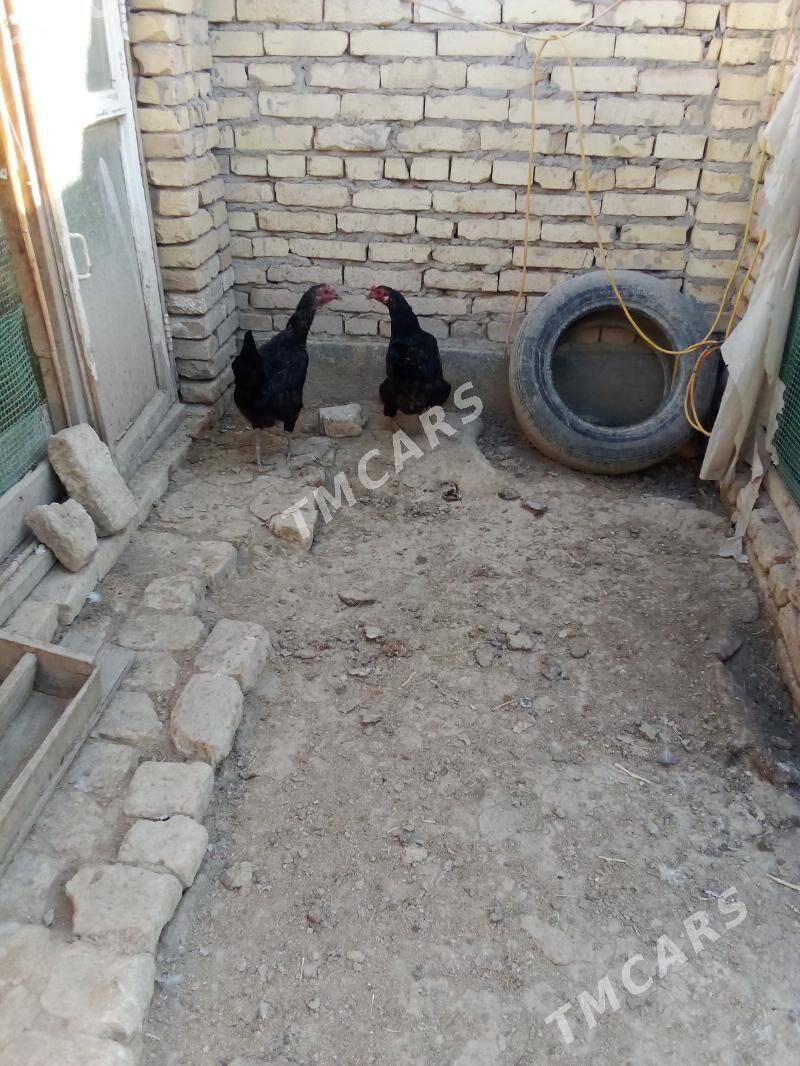 товук - Türkmenabat - img 2