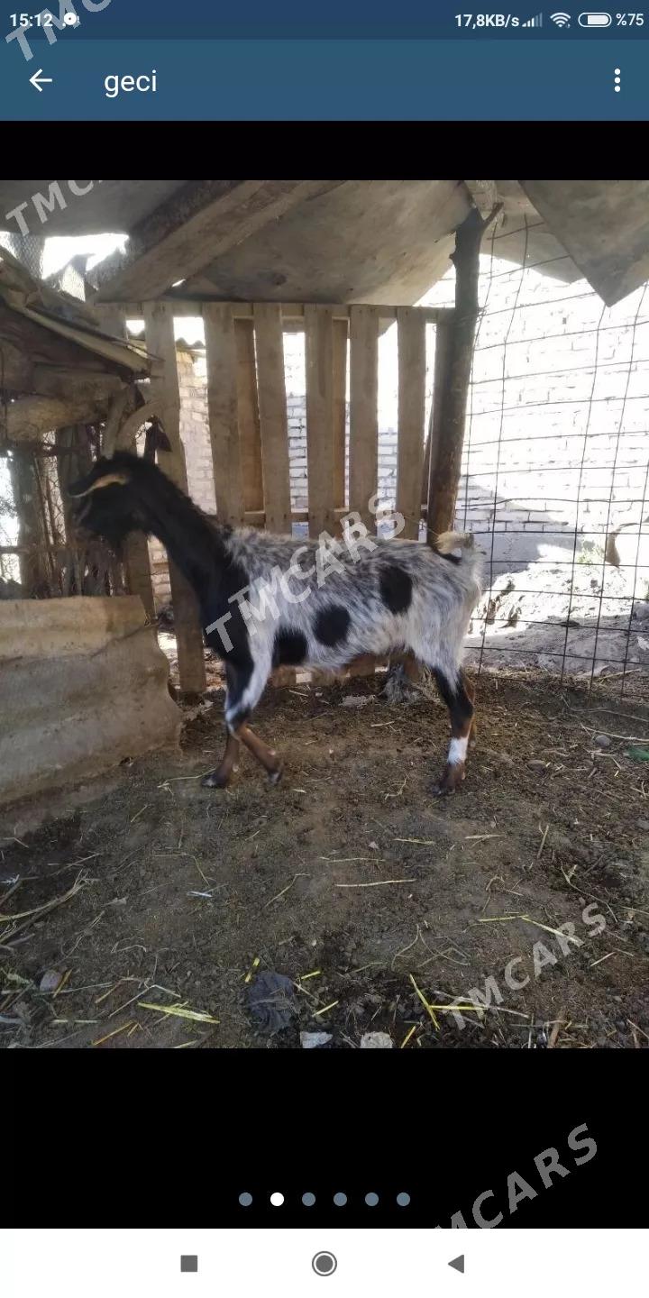 gecıler - Farap - img 2